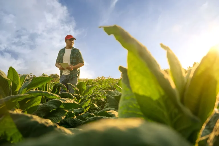A farmer with an ipad and a red cap on walks through a field of lettuce